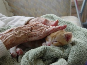 elderly woman stroking kitten